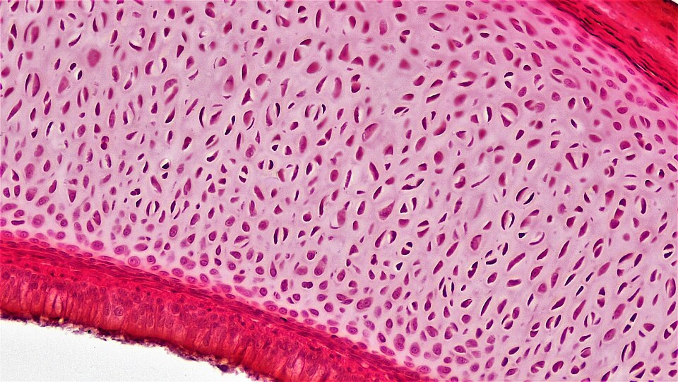 Hyaline Cartilage Microscopic View